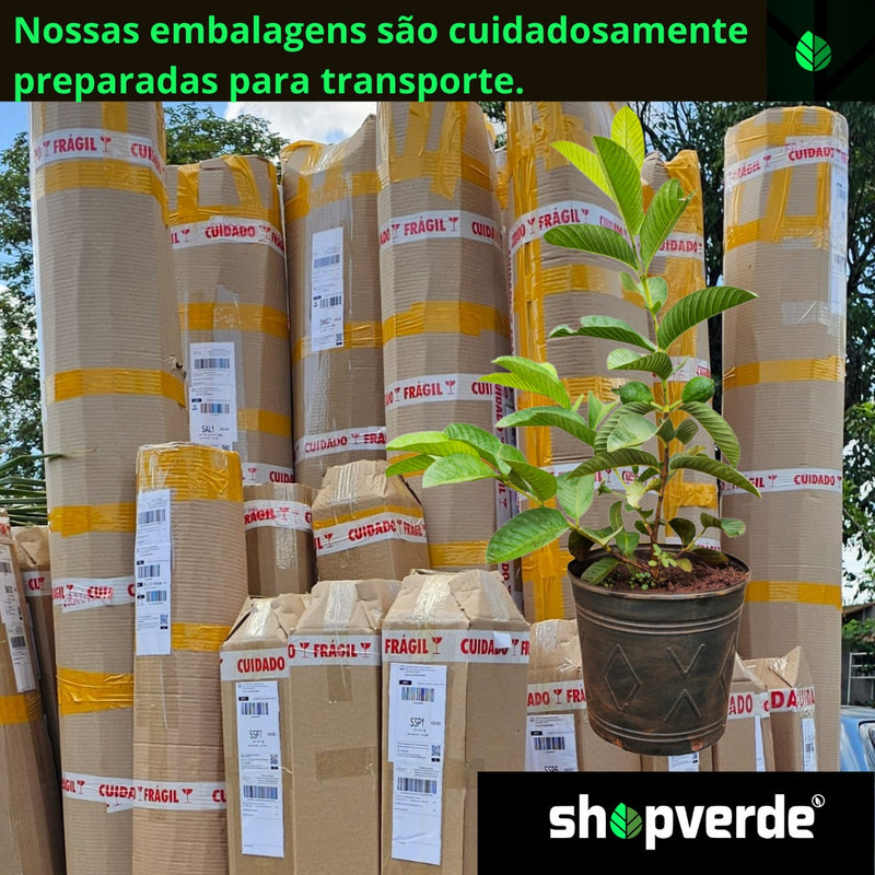Goiaba Tailandesa Gigante - Já Produz - 70 Cm - 1 Unidade