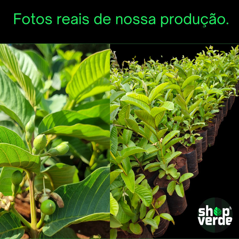 Goiaba Tailandesa Gigante - Já Produz - 70 Cm - 1 Unidade