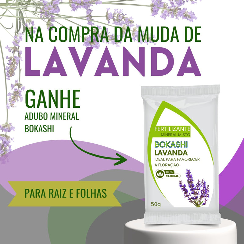 2 Mudas Lindas De Lavanda  Alfazema Bem Formada