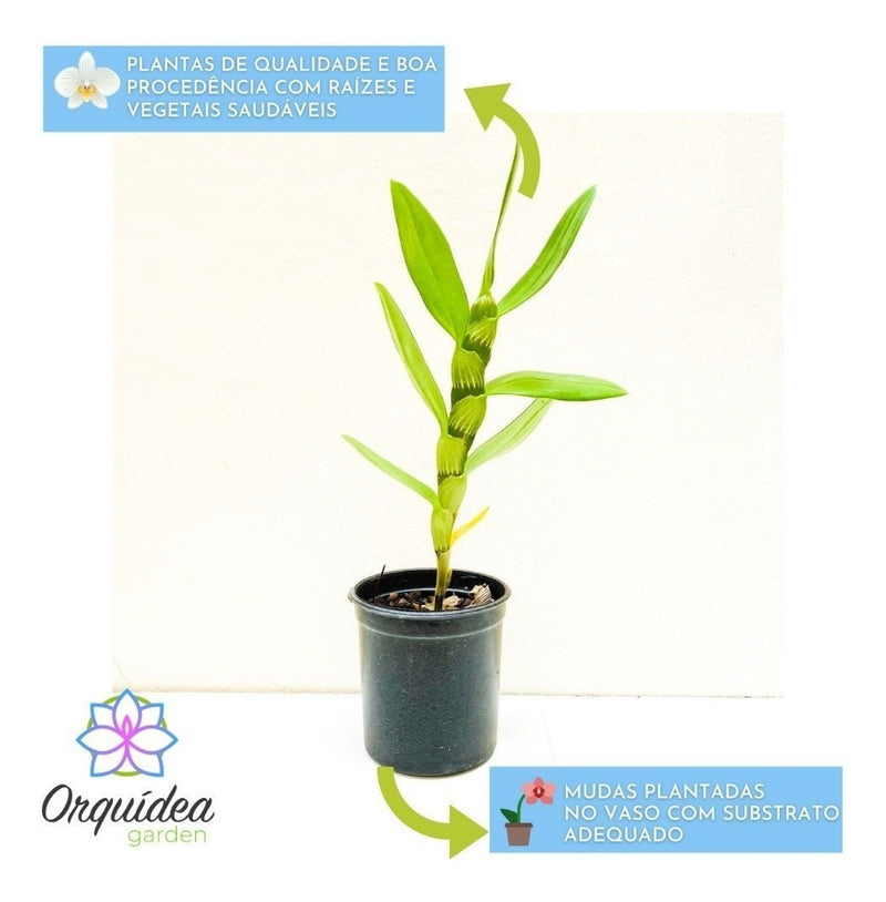 Pacote 8 Mudas Orquideas Dendrobium Pre Adulta Promoção