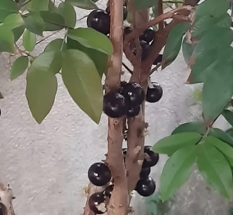 Muda De Jabuticaba Hibrida Precoce Produzindo