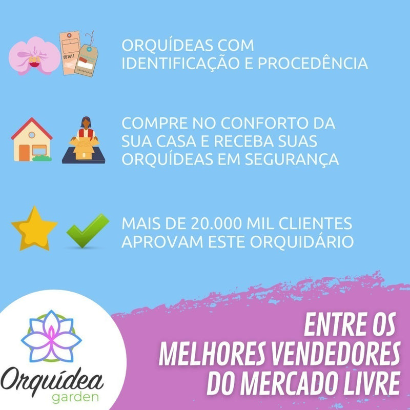 Pacote 8 Mudas Orquideas Dendrobium Pre Adulta Promoção