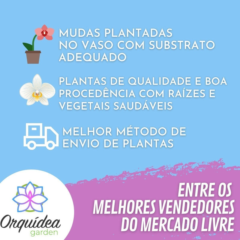 Pacote 8 Mudas Orquideas Dendrobium Pre Adulta Promoção