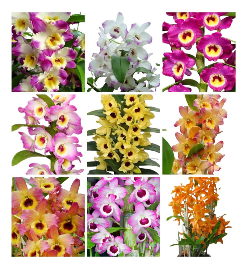 Pacote 8 Mudas Orquideas Dendrobium Pre Adulta Promoção