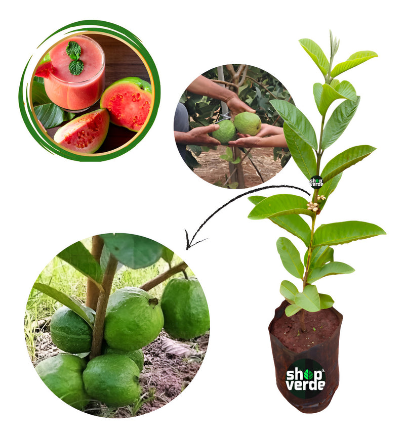 Goiaba Tailandesa Gigante - Já Produz - 70 Cm - 1 Unidade
