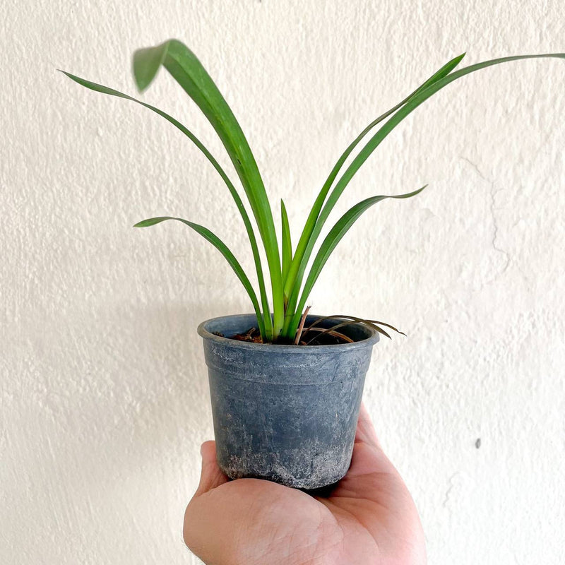 Orquidea Negra Cymbidium Kiwi Midnight Muda