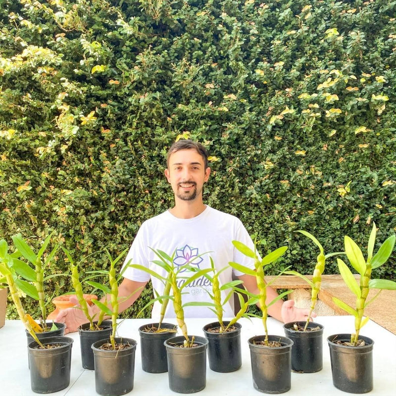 Pacote 8 Mudas Orquideas Dendrobium Pre Adulta Promoção