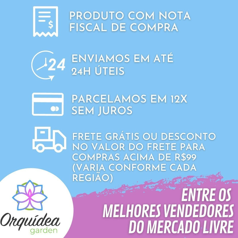 Pacote 8 Mudas Orquideas Dendrobium Pre Adulta Promoção