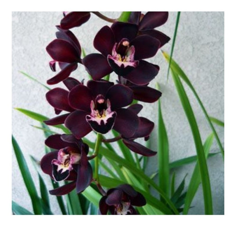 Orquidea Negra Cymbidium Kiwi Midnight Muda