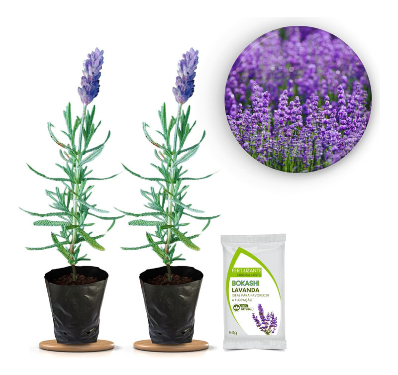 2 Mudas Lindas De Lavanda  Alfazema Bem Formada