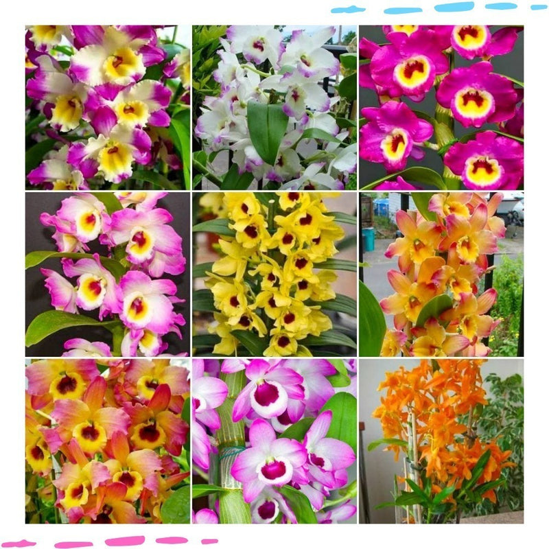 Pacote 8 Mudas Orquideas Dendrobium Pre Adulta Promoção