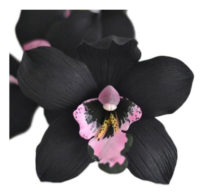 Orquidea Negra Cymbidium Kiwi Midnight Muda