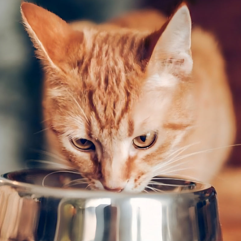Alimento Golden Premium Especial Castrados para gato adulto sabor salmão de 3 kg