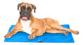 Tapete Colchão Refrescante Gelado Térmico Para Pets Cães Gatos 65x50cm Pet Ringo