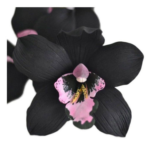 Orquidea Negra Cymbidium Kiwi Midnight Muda
